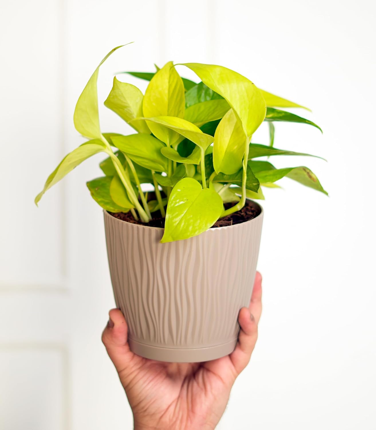 NatureGlow Set of 3 Self Watering Plastic Pots for Indoor Plants, Home & Garden Décor Planters (Mocha, 14x12.5cm